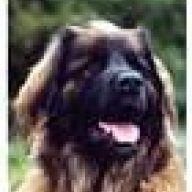 Leonberger