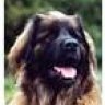 Leonberger